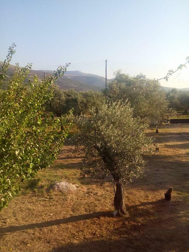 Ferienwohnung Vlachogiannis EL Estate Skala Rachoni  Exterior foto