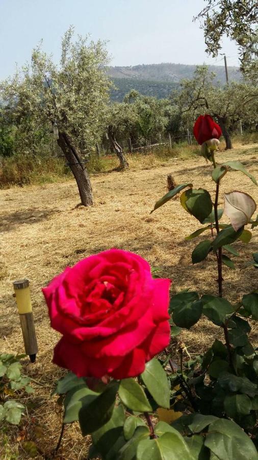 Ferienwohnung Vlachogiannis EL Estate Skala Rachoni  Exterior foto